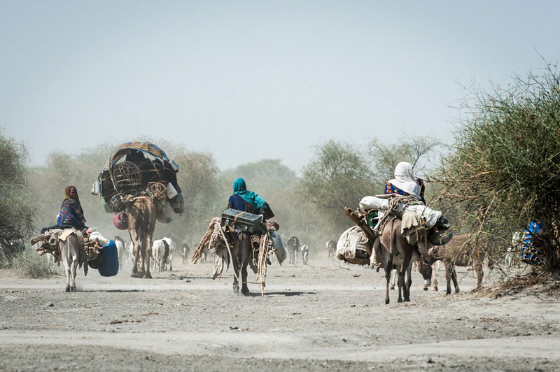 A caravan of Toubou pastoralists on the move in Chad.