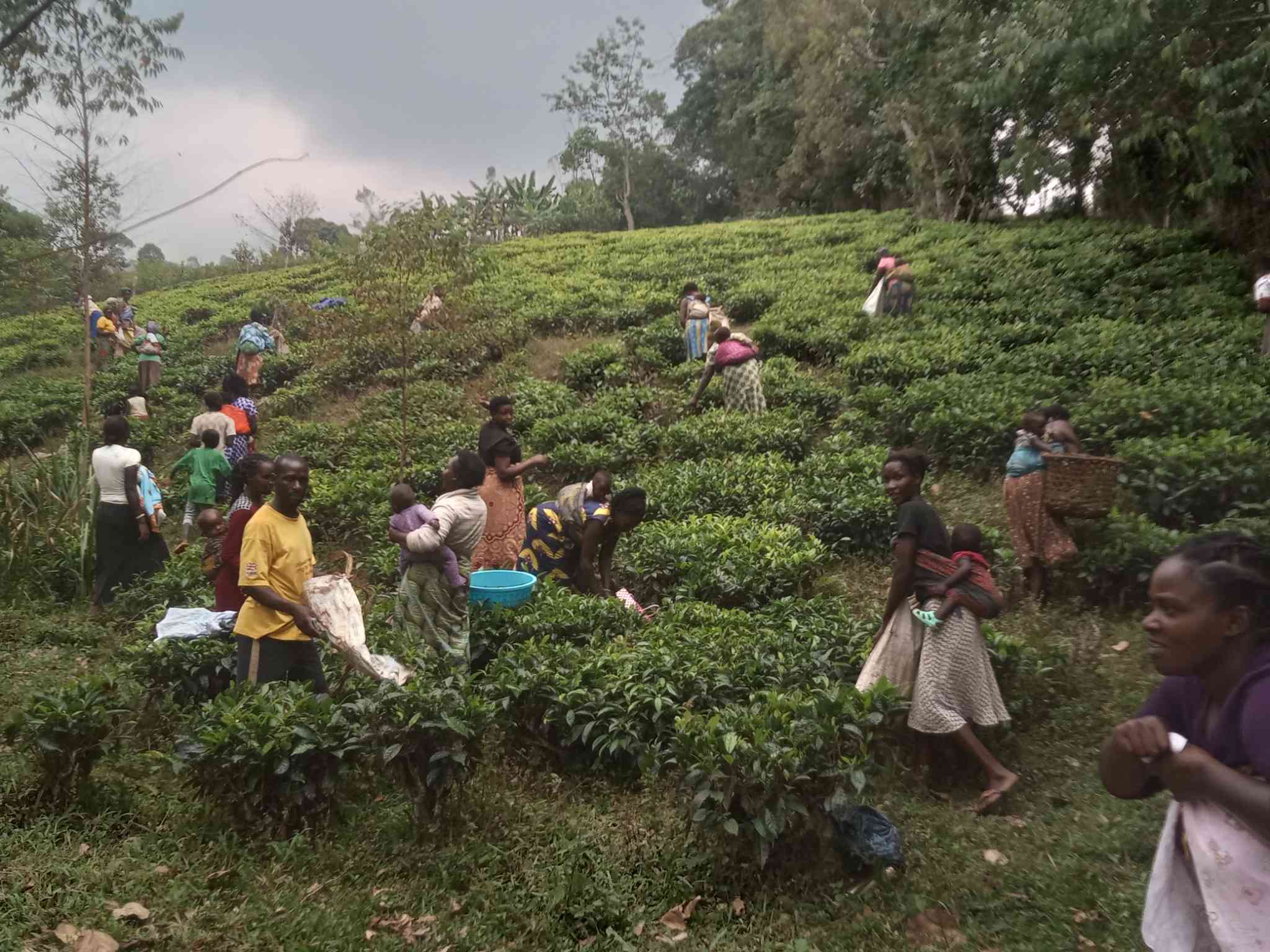 Mothers harvesting tea leaves in Kajugangoma, Kanungu. Communities around tea estates harbour more of Uganda's zero-dose burden because they are hard to reach. Credit: Phillip Kanyesigye